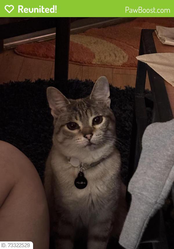 Reunited Female Cat last seen Near Livingston and Sinclair Hills Rd, Lutz, FL 33559