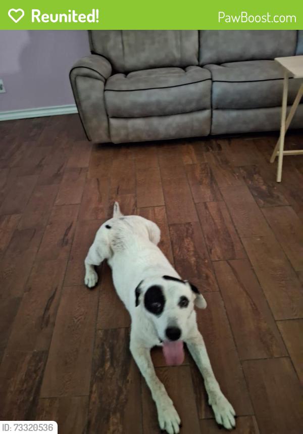 Reunited Female Dog last seen Green plain dr, San Antonio, TX 78245
