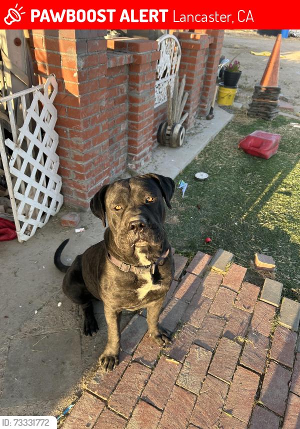Lost Male Dog last seen Near ave a, Lancaster, CA 93536