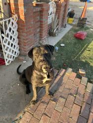 Lost Male Dog last seen Near ave a, Lancaster, CA 93536