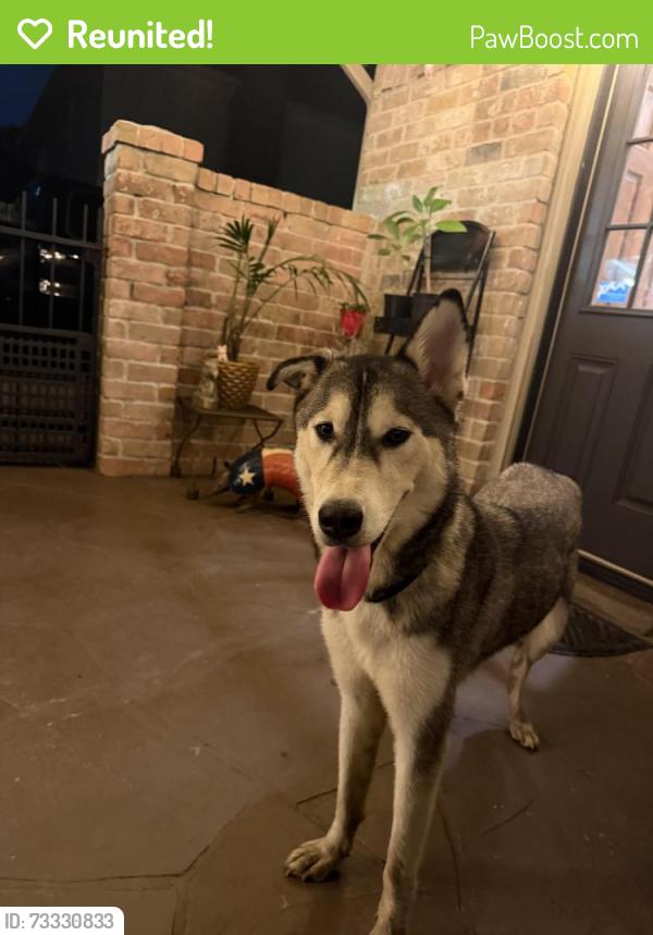 Reunited Female Dog last seen Spring Cypress Road and Spring Stuebner Road, Spring, TX 77373