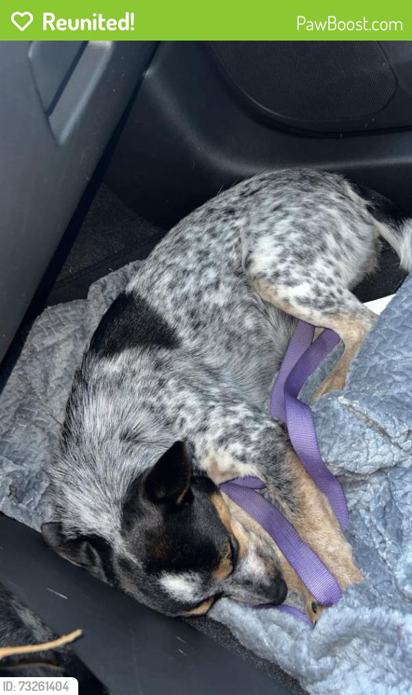 Reunited Female Dog last seen HW 11 west close to CR4707, Hopkins County, TX 75482