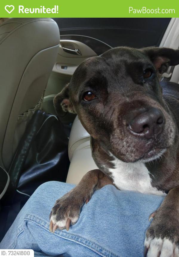 Reunited Female Dog last seen Cross Streets: Cove Landing Dr & Cypress Landing Dr ​Landmark / Area: Cypress Cove subdivision, near Assisi Ln and Mayport Rd, Atlantic Beach, FL 32233