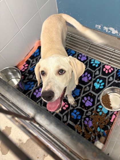 Shelter Stray Female Dog last seen Cleburne Oaks, District 3 - East Cleburne, TX, 2375 Service Dr, Cleburne, TX 76033, USA