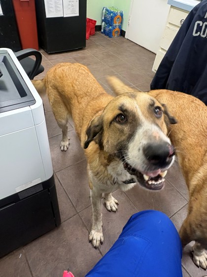 Shelter Stray Female Dog last seen Elk Lodge, District 1 - North Cleburne, TX, 2375 Service Dr, Cleburne, TX 76033, USA