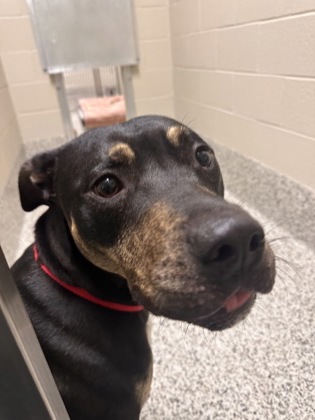 Shelter Stray Male Dog last seen SPRINGFIELD, VA, 22153, WINDFALL RD &GREAT LAKE LN, Fairfax County, VA, 4500 West Ox Rd, Fairfax, VA 22030, USA