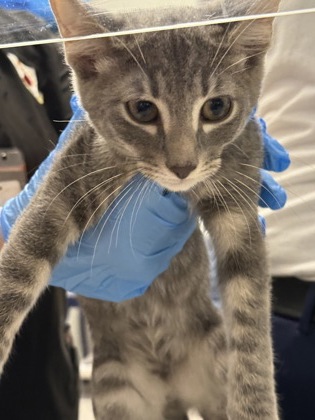 Shelter Stray Male Cat last seen Gregg Pre-Owned, Caddo Parish, LA, 1500 Monty St, Shreveport, LA 71107, USA
