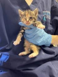 Shelter Stray Female Cat last seen Gibson and E Roseville parkway, Roseville City, CA, 200 Tahoe Ave, Roseville, CA 95678, USA