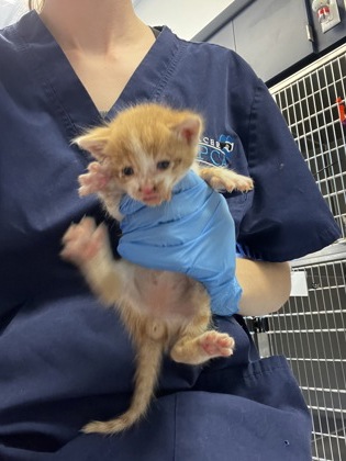 Shelter Stray Male Cat last seen Gibson and E Roseville parkway, Roseville City, CA, 200 Tahoe Ave, Roseville, CA 95678, USA