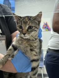 Shelter Stray Female Cat last seen Gregg Pre-Owned, Caddo Parish, LA, 1500 Monty St, Shreveport, LA 71107, USA