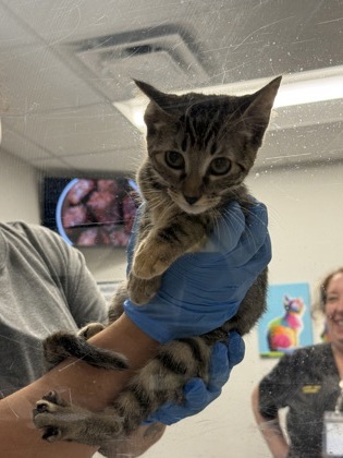 Shelter Stray Female Cat last seen Gregg Pre-Owned, Caddo Parish, LA, 1500 Monty St, Shreveport, LA 71107, USA