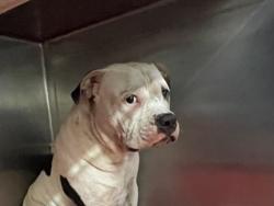 Shelter Stray Male Dog last seen Near CHIPPEWA ST, 70805, LA, 2550 Gourrier Ave, Baton Rouge, LA 70820, USA