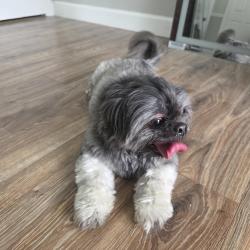Reunited Unknown Dog last seen Near NE Pinecrest Lakes Blvd, Jensen Beach, FL 34957, USA, Jensen Beach, FL 34957