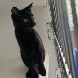 Shelter Stray Female Cat last seen , , CA, 1101 29th Ave, Oakland, CA 94601, USA
