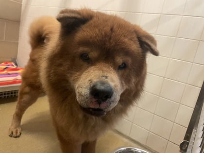Shelter Stray Male Dog last seen Near Vince, Desoto, TX, 1150 E Pleasant Run Rd, Cedar Hill, TX 75104, USA