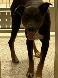 Shelter Stray Male Dog last seen Forbes Rd, County/Unicorporated, NC, 1491 Business Park Ct, Gastonia, NC 28052, USA