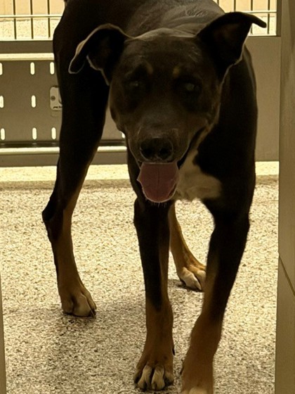 Shelter Stray Male Dog last seen Forbes Rd, County/Unicorporated, NC, 1491 Business Park Ct, Gastonia, NC 28052, USA