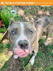 Shelter Stray Male Dog last seen Near Windsor Mill, 21219, MD, 2490 Giles Rd, Baltimore, MD 21225, USA
