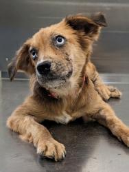 Shelter Stray Male Dog last seen Near Avenue C, Longview, City of, TX, 303 H G Mosley Pkwy, Longview, TX 75604, USA