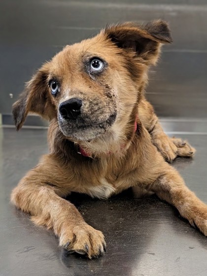 Shelter Stray Male Dog last seen Near Avenue C, Longview, City of, TX, 303 H G Mosley Pkwy, Longview, TX 75604, USA