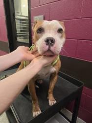 Shelter Stray Female Dog last seen Near Godby Rd, College Park, GA, 1251 Fulton Industrial Blvd NW, Atlanta, GA 30336, USA