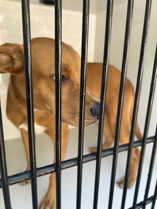 Shelter Stray Male Dog last seen Near Lakeview Pl. 11–324, East Point, GA, 1251 Fulton Industrial Blvd NW, Atlanta, GA 30336, USA