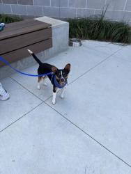 Shelter Stray Male Dog last seen Atlanta BeltLine Ponce De Leon, Atlanta, GA, 1251 Fulton Industrial Blvd NW, Atlanta, GA 30336, USA