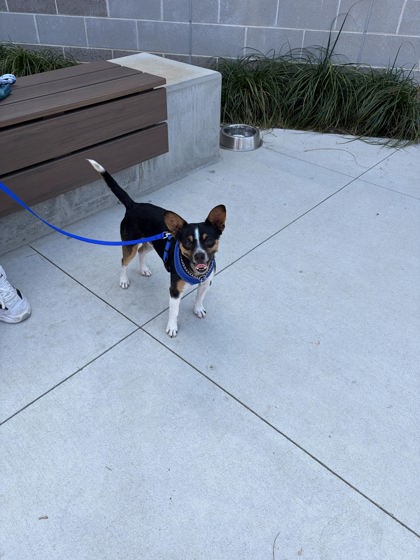 Shelter Stray Male Dog last seen Atlanta BeltLine Ponce De Leon, Atlanta, GA, 1251 Fulton Industrial Blvd NW, Atlanta, GA 30336, USA