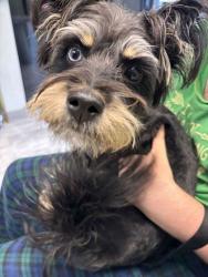 Shelter Stray Female Dog last seen Avenue B & Plum Rd, Knox County GP, TN, 3201 Division St, Knoxville, TN 37919, USA