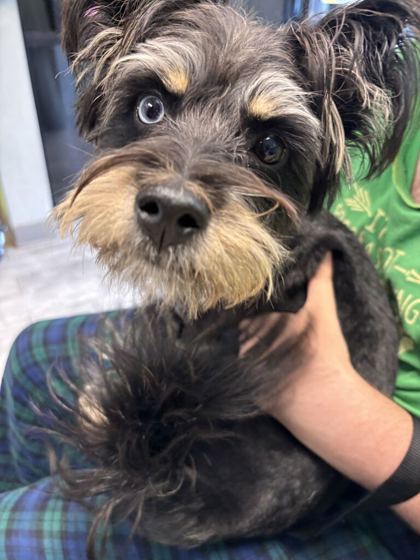 Shelter Stray Female Dog last seen Avenue B & Plum Rd, Knox County GP, TN, 3201 Division St, Knoxville, TN 37919, USA