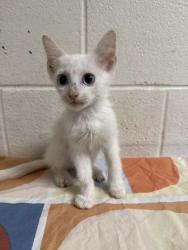 Shelter Stray Female Cat last seen Near McIntyre Rd, Knox County GP, TN, 3201 Division St, Knoxville, TN 37919, USA