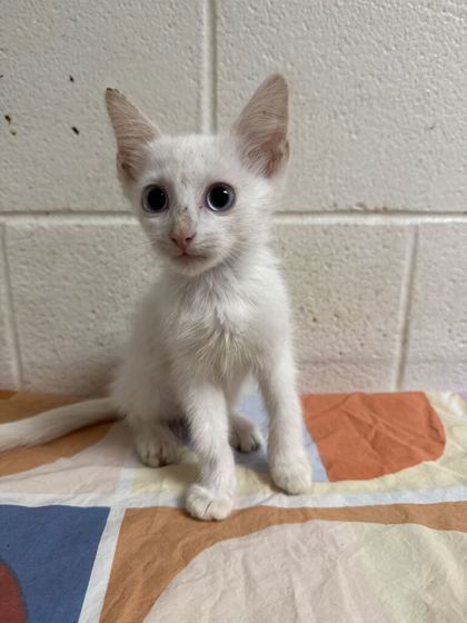Shelter Stray Female Cat last seen Near McIntyre Rd, Knox County GP, TN, 3201 Division St, Knoxville, TN 37919, USA