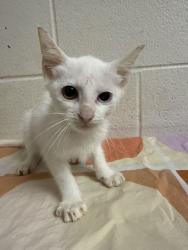 Shelter Stray Female Cat last seen Near McIntyre Rd, Knox County GP, TN, 3201 Division St, Knoxville, TN 37919, USA