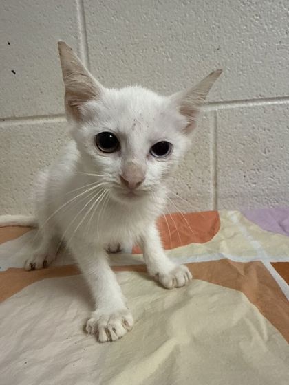 Shelter Stray Female Cat last seen Near McIntyre Rd, Knox County GP, TN, 3201 Division St, Knoxville, TN 37919, USA