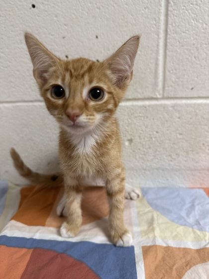Shelter Stray Male Cat last seen Near McIntyre Rd, Knox County GP, TN, 3201 Division St, Knoxville, TN 37919, USA