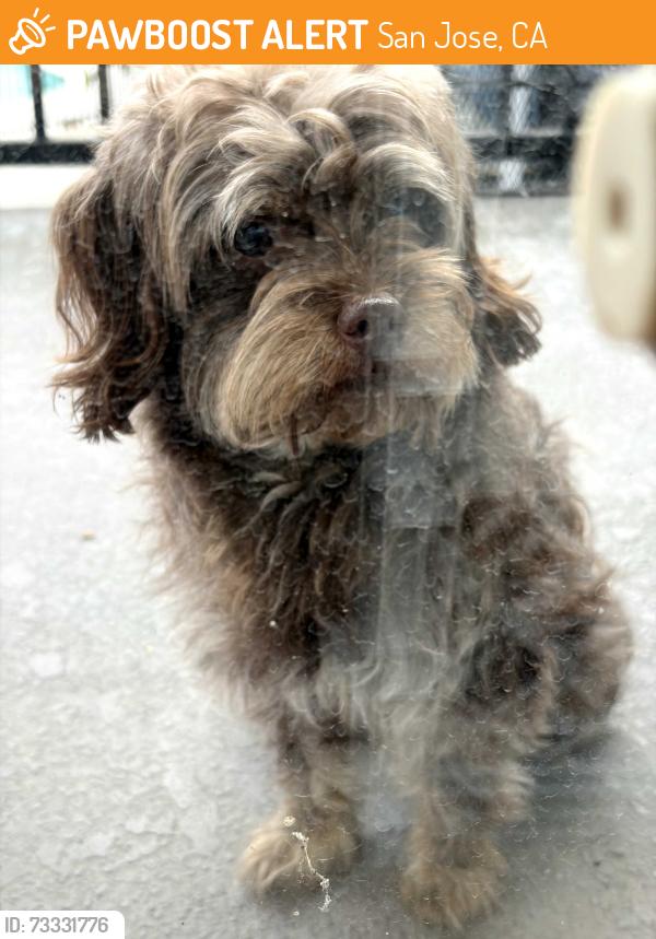 Found/Stray Male Dog last seen Near Regency Square apmts, San Jose, CA 95117