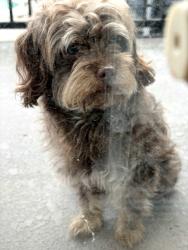 Found/Stray Male Dog last seen Near Regency Square apmts, San Jose, CA 95117