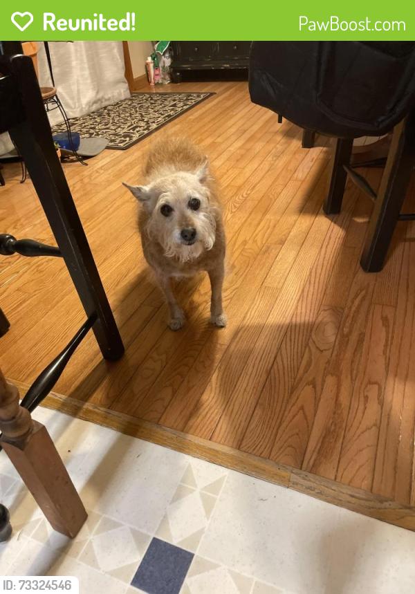 Reunited Female Dog last seen whisper wood subdivision watauga Tn, Watauga, TN 37694