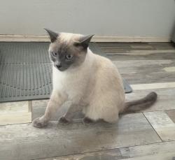 Lost Male Cat last seen Greg Rogers Park, Chula Vista, CA 91911
