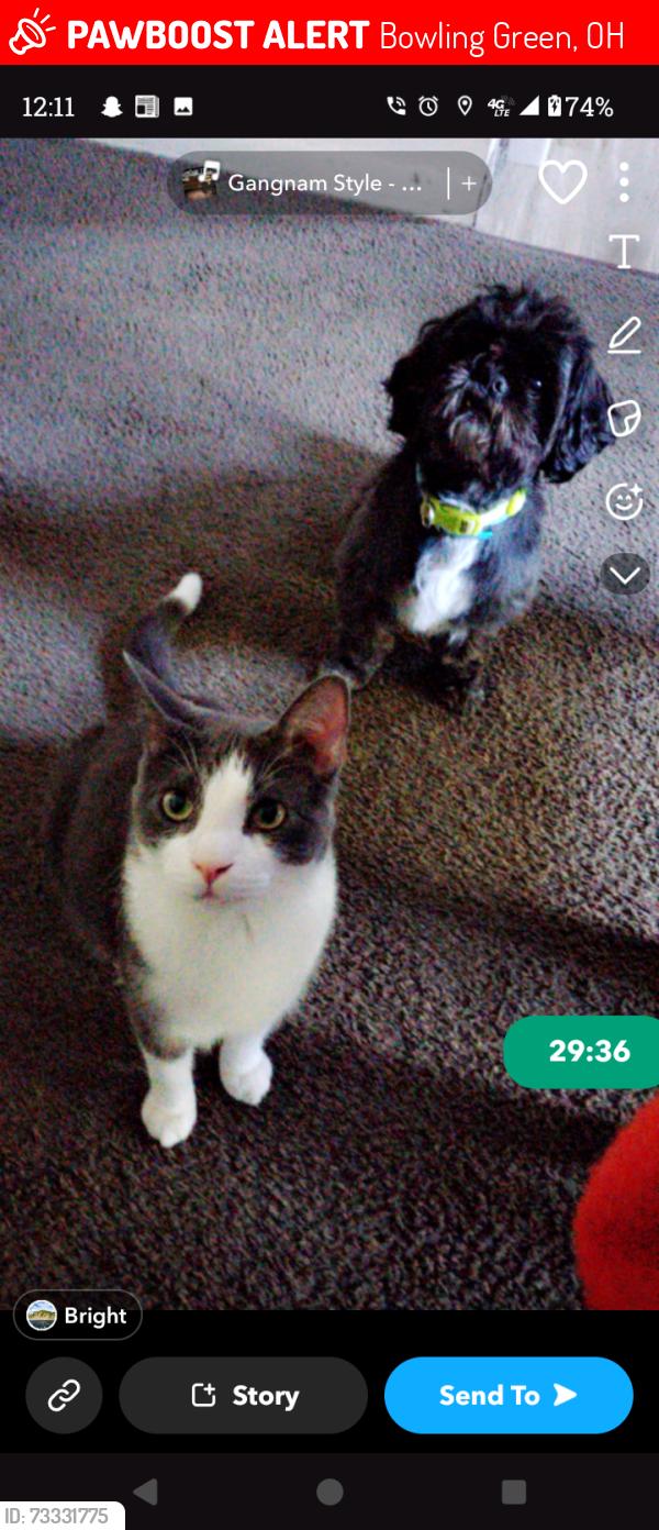 Lost Male Cat last seen Amherst village, Bowling Green, OH 43402