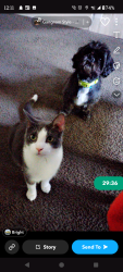 Lost Male Cat last seen Amherst village, Bowling Green, OH 43402