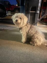 Lost Male Dog last seen First Street and Navajo drive., Salinas, CA 93906