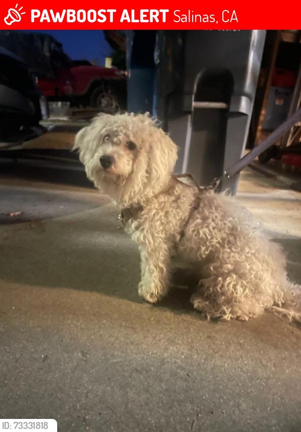 Lost Male Dog last seen First Street and Navajo drive., Salinas, CA 93906
