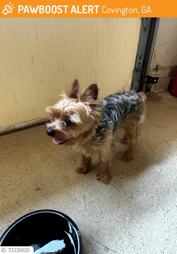 Found/Stray Male Dog last seen Lovers Lane and Highway 162 Connector, Covington, GA 30016
