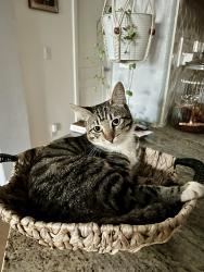 Lost Female Cat last seen Anthea Street, Sacramento, CA 95834
