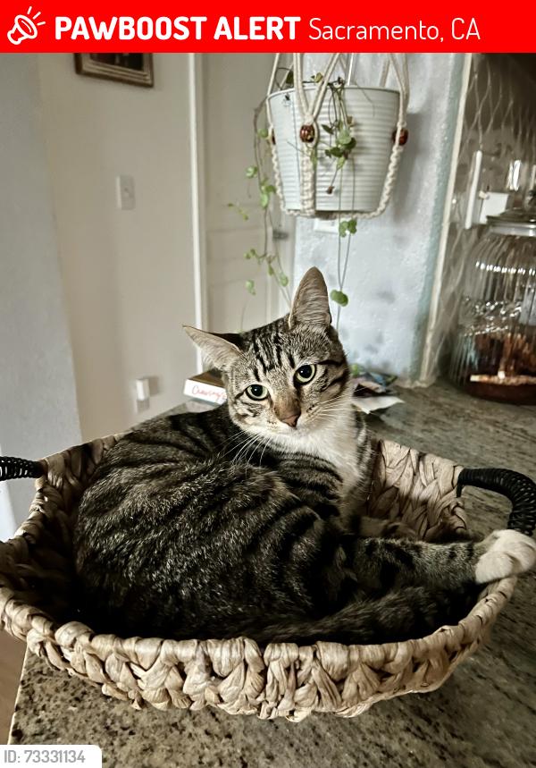 Lost Female Cat last seen Anthea Street, Sacramento, CA 95834