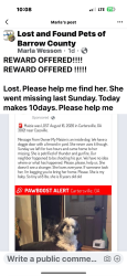 Lost Female Dog last seen Cassewhite, Cartersville, GA 30121