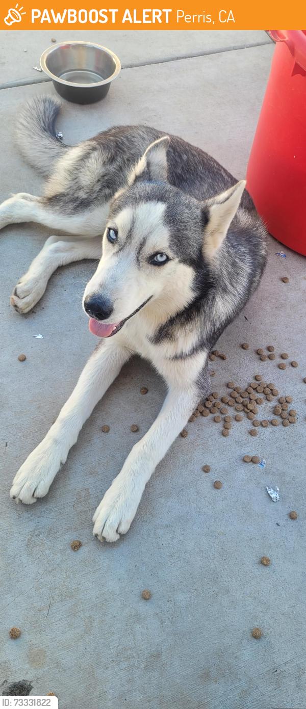 Found/Stray Male Dog last seen Found by Redland and Nuevo in perris Ca, Perris, CA 92571