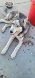 Found/Stray Male Dog last seen Found by Redland and Nuevo in perris Ca, Perris, CA 92571