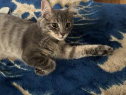 Lost Male Cat last seen California, Madison St, Watsonville, CA 95076